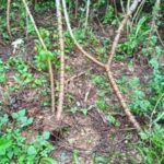 Laboran cañeros de Amistad Cuba Cambodia en cosecha de producciones