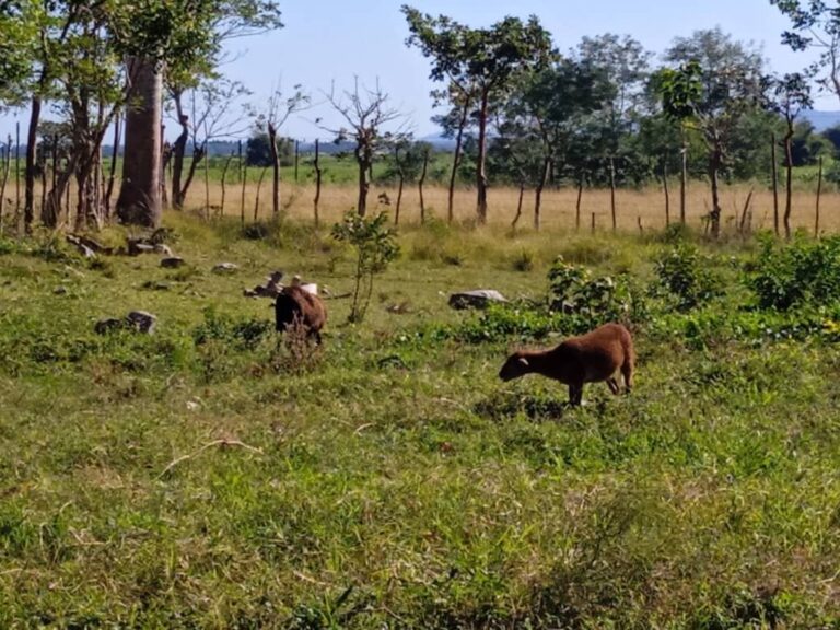 Deprimido módulo pecuario en cooperativa Benito Juárez