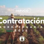 Rezagado en Jaruco proceso de contratación agropecuaria 2025