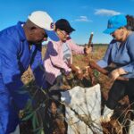 Conmemoran en Mayabeque primer trabajo voluntario de la Revolución