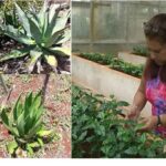 Desarrollan acciones vinculadas a proyecto investigativo en Instituto Nacional de Ciencias Agrícolas