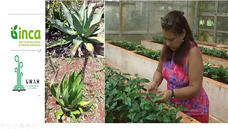 Desarrollan acciones vinculadas a proyecto investigativo en Instituto Nacional de Ciencias Agrícolas.Foto: INCA