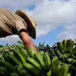 A buen ritmo campaña de siembra de frío en San Nicolás