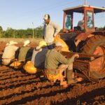 Avanza siembra de frío en el sur de Mayabeque
