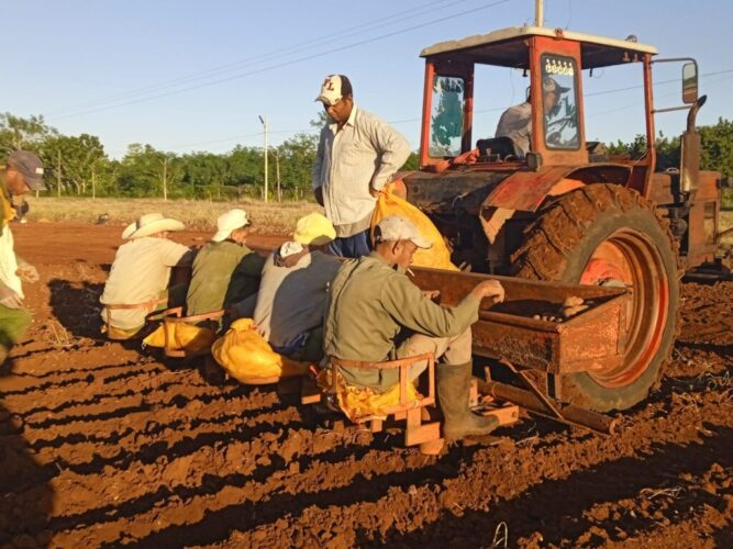 Avanza siembra de frío en el sur de Mayabeque