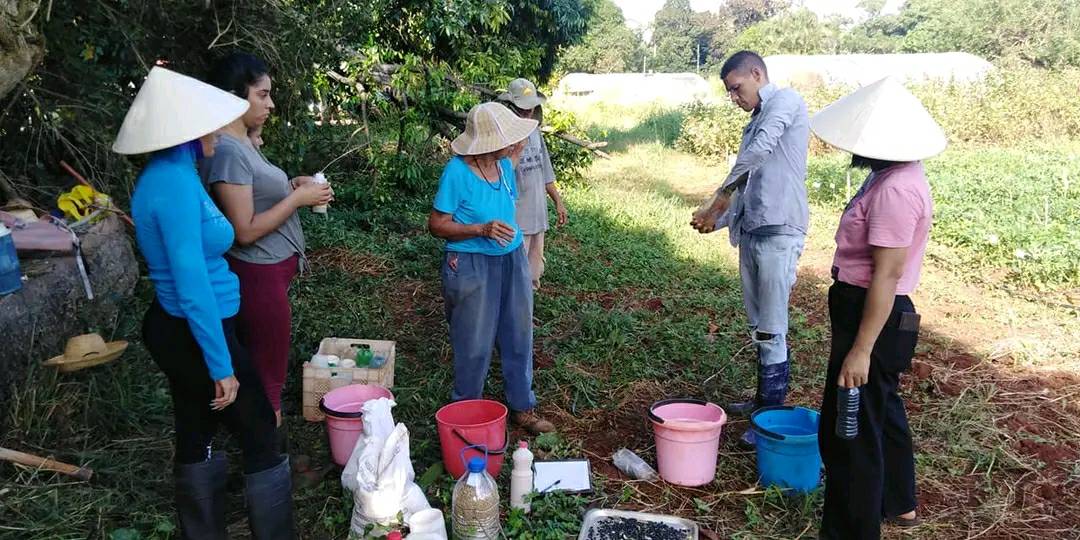 Institución científica de Mayabeque trabaja en cosecha de variedades de maní