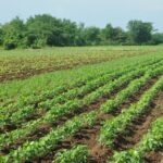 Avanza en Jaruco campaña de siembra de frío