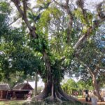 Una ceiba, un escritor, una mujer… (+Fotos)