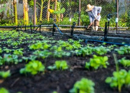 Mayabeque entre las provincias más destacadas en el Programa de la Agricultura Urbana, Suburbana y Familiar