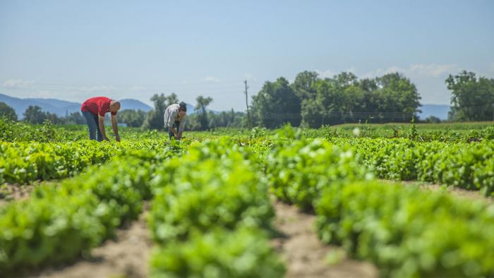 Envía agricultura urbana de Cuba reconocimiento a Raúl. Foto: Granma