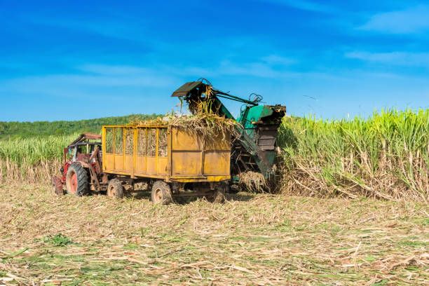 Comenzaron los cortes de caña en campos de Jaruco