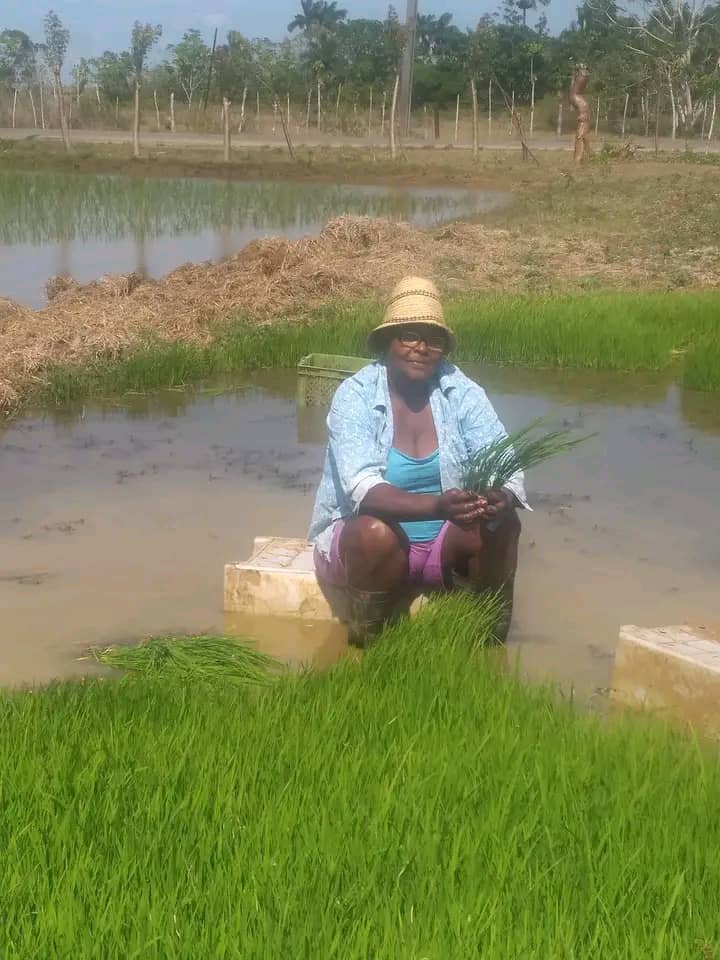 Enfrentan labriegos de la finca La Pastora desafíos productivos. Foto: Radio Jaruco