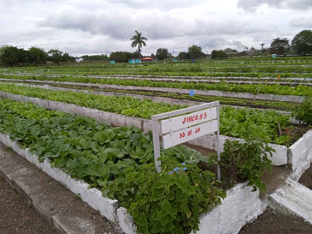Conmemoran en Cuba Día del trabajador de la agricultura urbana