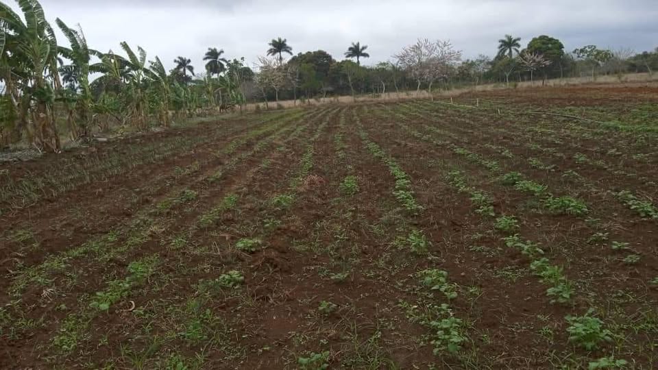 Sembrarán papa agroecológica en finca La Pastora