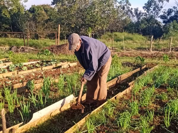 Aumenta producciones en Organopónico de Cuatro Caminos