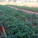 Distingue diversificación de cultivos en organopónico lajero