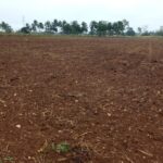Beneficia lluvia a la agricultura lajera