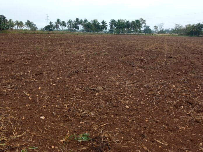 Beneficia lluvia a la agricultura lajera