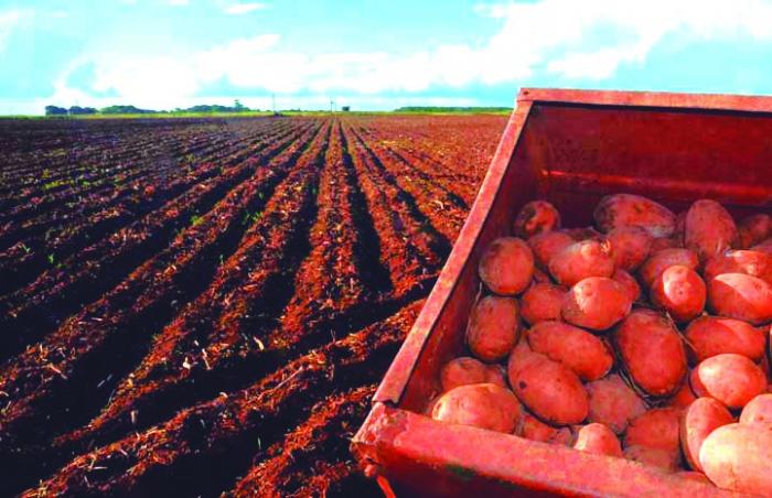 En la actual campaña cultivan papa en todas las provincias.