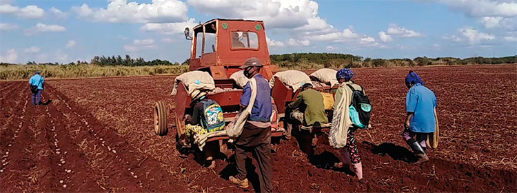 Avanza siembra de frío en el sur de Mayabeque