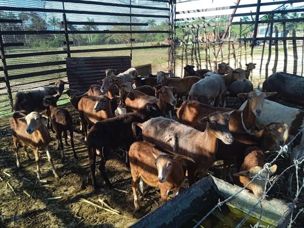 Trabaja Cooperativa de Jaruco por fortalecer módulo pecuario