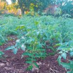 Priorizan en cooperativa cañera Benito Juárez producción de alimentos