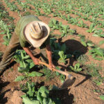 Aprovecha educaci&oacute;n en Jaruco tierras cultivables para el autoabastecimiento