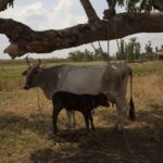 Detectan irregularidades en control de masa vacuna en Mayabeque