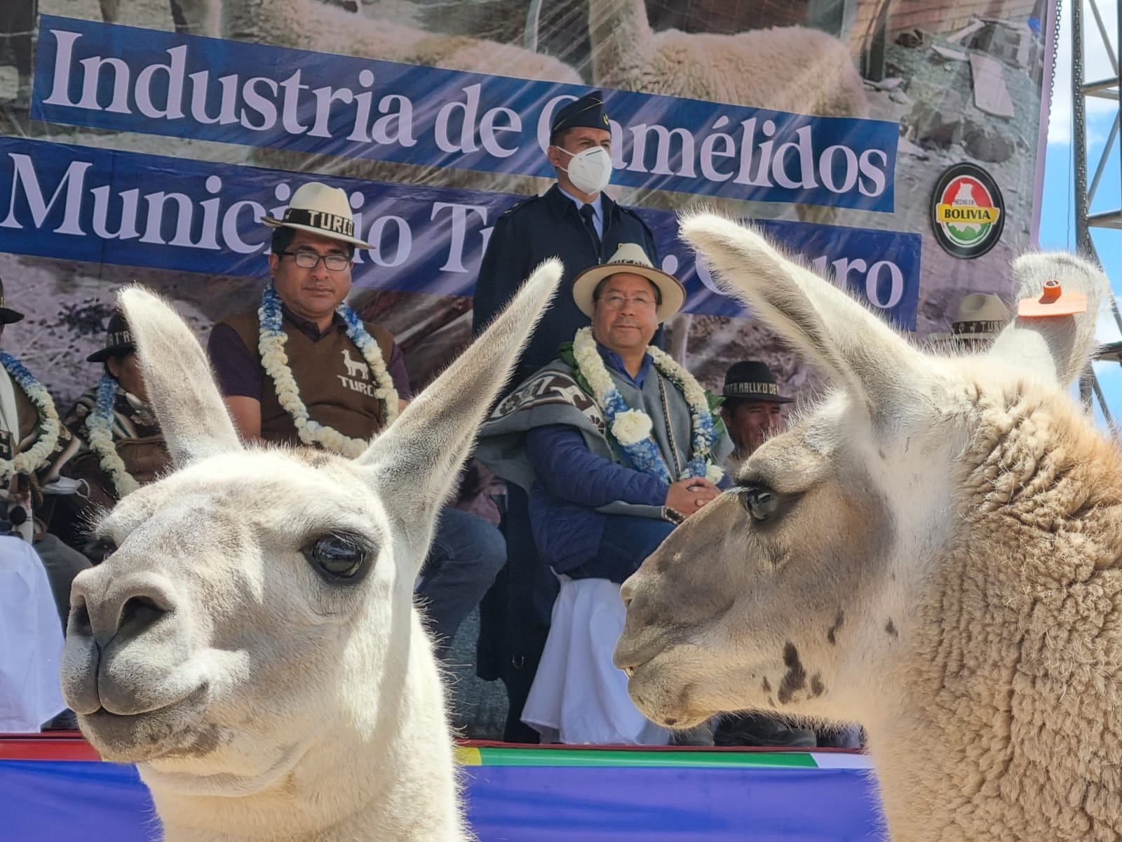 Bolivia alista inauguración de planta industrializadora de camélidos. Foto: Prensa Latina