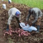 Instan campesinos de Jaruco a realizar comité́ de concertación de precios