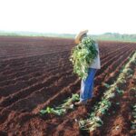 Campesinos de Jaruco contin&uacute;an en campa&ntilde;a de siembra de primavera