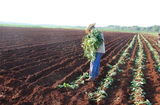 Campesinos de Jaruco continúan en campaña de siembra de primavera.Foto: Radio Jaruco