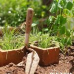 Trabajar&aacute;n en Jaruco en fortalecimiento de la agricultura urbana