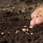Fomentan producción de semillas en San José de las Lajas
