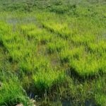 Intencionan en finca La Pastora nuevas variedades de arroz