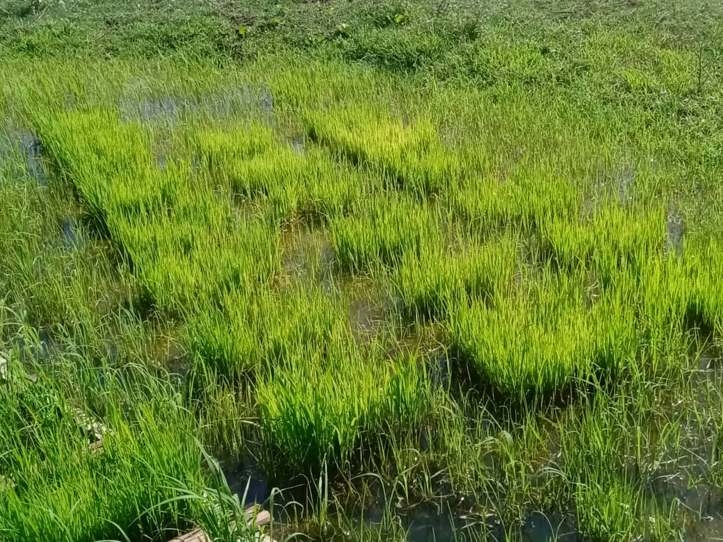 Intencionan en finca La Pastora nuevas variedades de arroz. Foto: Radio Jaruco