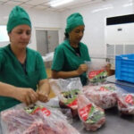 Modernizan maquinaria en empresa cárnica de Mayabeque para el procesamiento de patas de reses