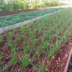 Ponderan autoabastecimiento en comunidades lajeras