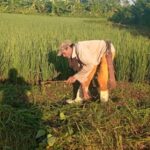 Destacan campesinos lajeros
