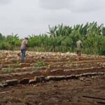 Priorizan agrocañeros de Jaruco producción de alimentos