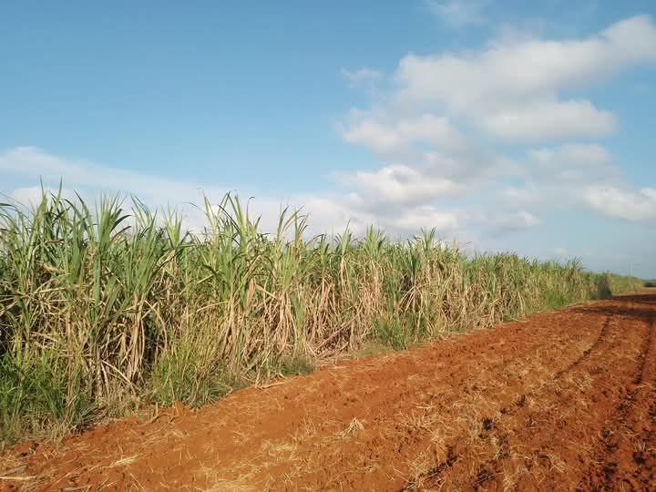 Intensifican agrocañeros de Benito Juárez siembra de caña. Foto: Radio Jaruco