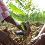 Apuestan por la reforestación expertos locales