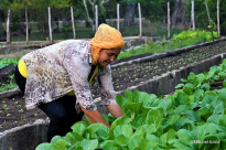 Impulsan producción hortícola en Artemisa y Mayabeque con apoyo de la FAO y el CERF