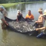 Intencionan en cooperativa cañera de Jaruco la cría de peces