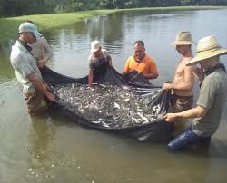 Intencionan en cooperativa cañera de Jaruco la cría de peces