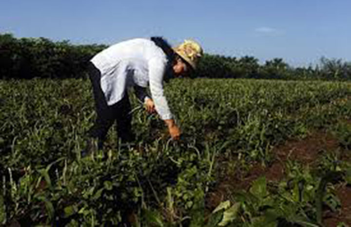 Fortalecen uso de prácticas ecológica y formación en Mayabeque. Foto: Agencia Cubana de Noticias