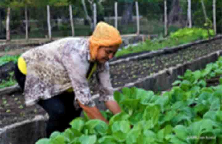 Impulsan producción hortícola en Mayabeque y Artemisa.