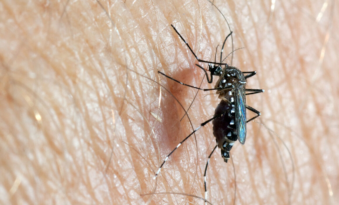 Todos contra el Aedes Aegypti. Foto: Archivo