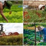 Por m&aacute;s producci&oacute;n de alimentos