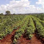 Respaldan producción de alimentos campesinos lajeros